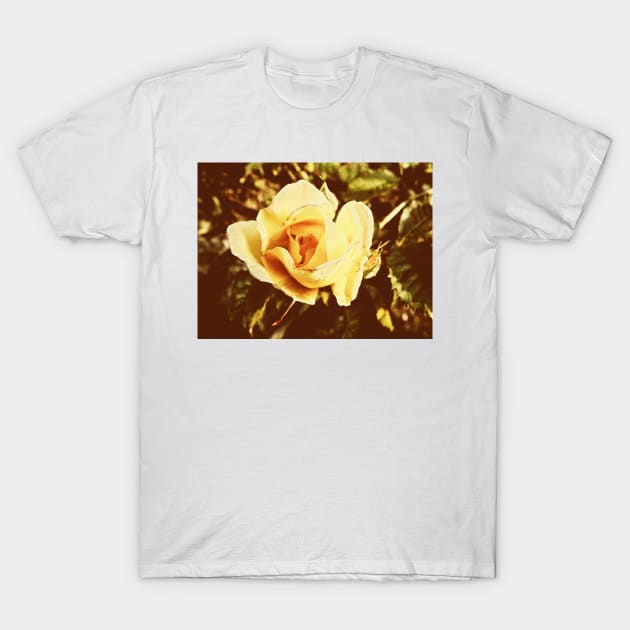 Faded Rose T-Shirt by newbeltane